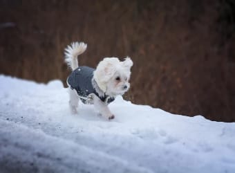 January Wellness Tips and New Year’s Resolutions for Your Pet