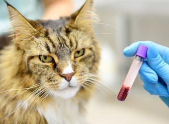 Feline Baselines & Blood Work: How Knowing Your Cat’s “Normal” Can Lead to Better Health Outcomes