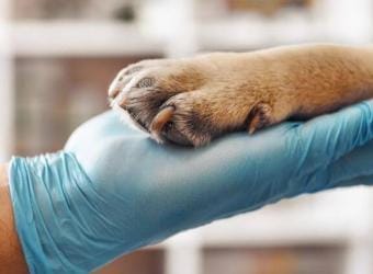 Maximizing Canine Health: The Importance of Lab Work Through Your Dog's Life