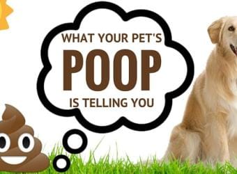 Get the Scoop: What Your Pet's Poop is Telling You