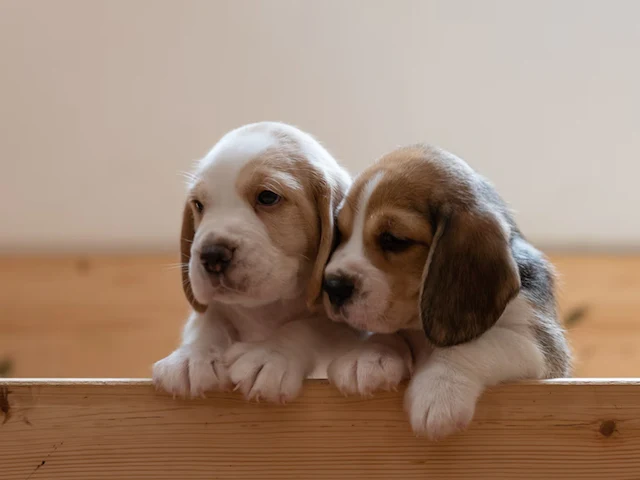 puppies