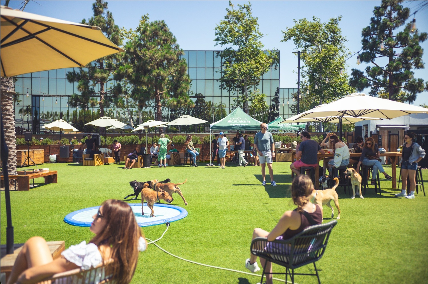 Dog PPL Pop Up Clinics