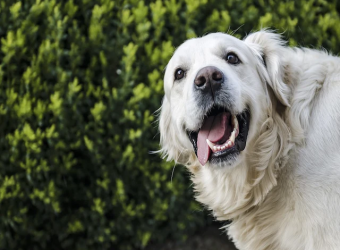 Do I Need To Brush My Dog&#039;s Teeth?